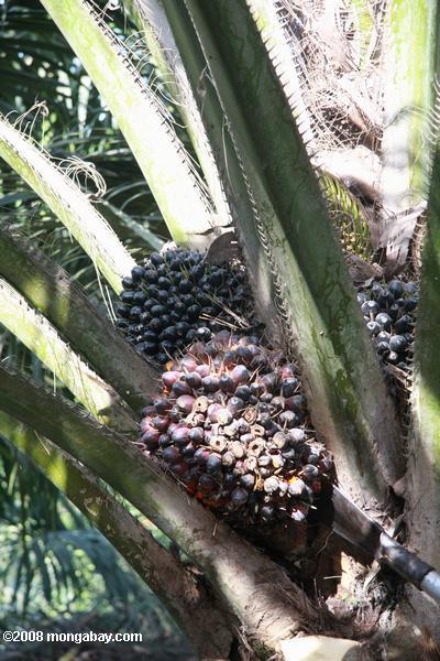 Huile de palme, fruits sur l'arbre