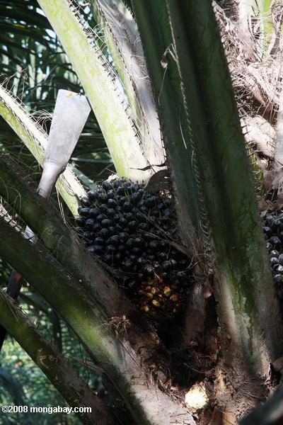 óleo de palma em frutos da árvore