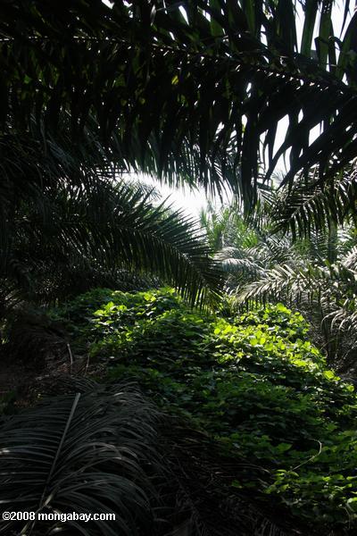 азотофиксирующих покрытия сельскохозяйственных культур в плантации масличных пальм