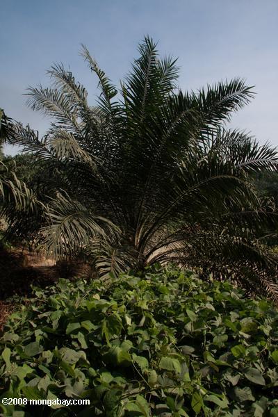 азотофиксирующих покрытия сельскохозяйственных культур в плантации масличных пальм