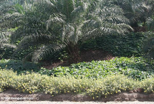 la fijación de nitrógeno cultivo de cobertura y de fácil ipm flores en una plantación de palma de aceite
