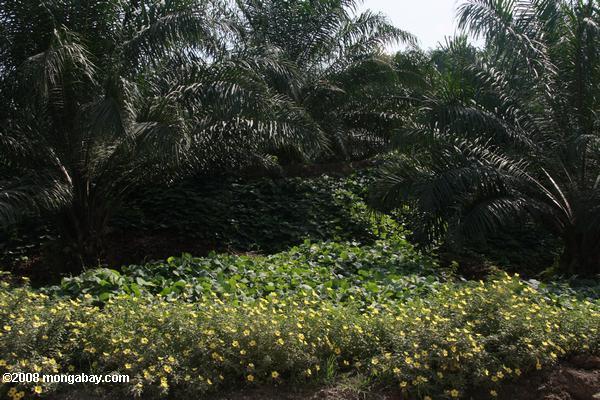 Stickstoff-Decke-Ernte zur Festsetzung und integrierten Pflanzenschutzes-freundliche Blumen in ein Öl-Palmen Plantage