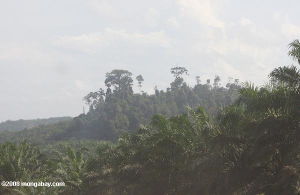 fragmento de bosque dentro de una plantación de palma de aceite