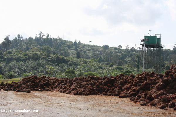 pilhas de óleo de palma frutas em uma fábrica de óleo de palma