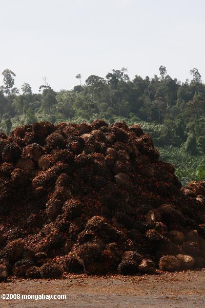 pilhas de óleo de palma frutas em uma fábrica de óleo de palma