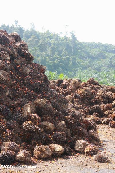 ヤシ油はパーム油工場で果物の山