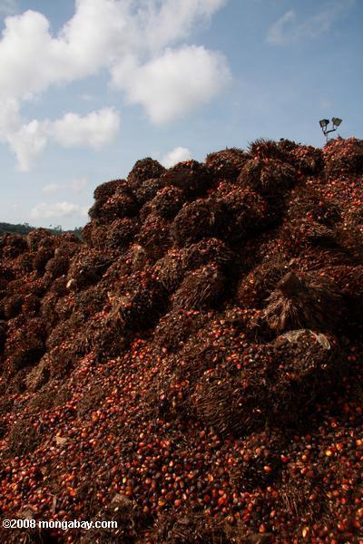 ヤシ油はパーム油工場で果物の山