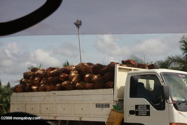 масла пальмовых плодов укладываются в грузовиках