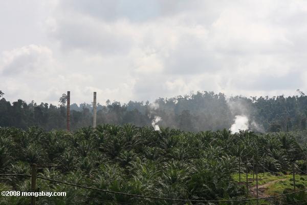 óleo de palma em uma fábrica de óleo de palma plantation
