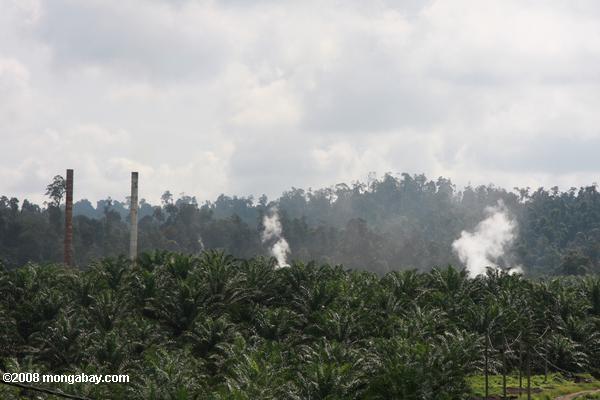 Moulin à huile de palme dans une plantation de palmiers à huile
