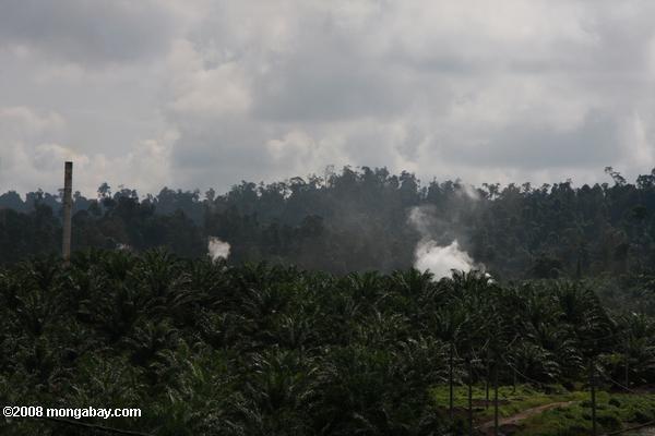 пальмовое масло мельница на плантации масличных пальм
