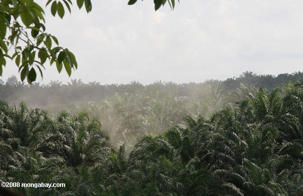 aumento de busto de una plantación de palma de aceite por carretera