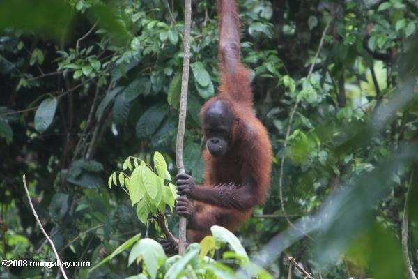 joven orangután