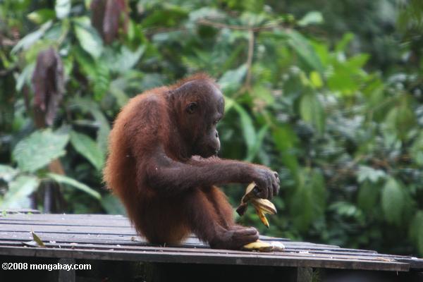 молодой орангутанг ест банан на sepilok
