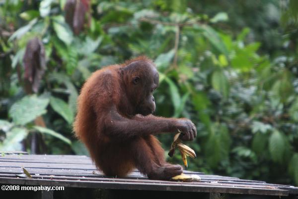若いオランウータンsepilokでバナナを食べる