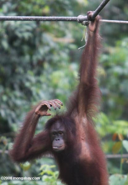 orangután joven colgando de una cuerda en sepilok