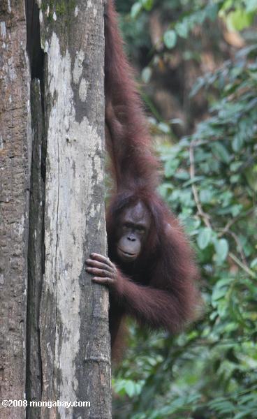 Orang-outan de pointe autour d'un tronc d'arbre couvert