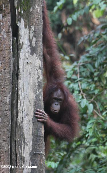orangután en un tronco de árbol