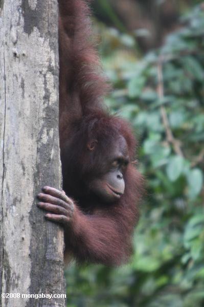 orangotango em um tronco de árvore