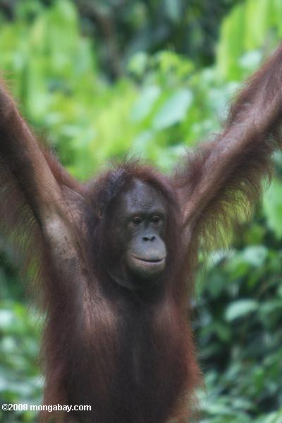 orangután colgando de una cuerda en el acceso sepilok