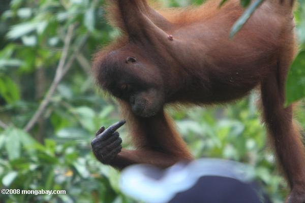 Orang-outan pointant vers elle-même tout suspendu à une corde
