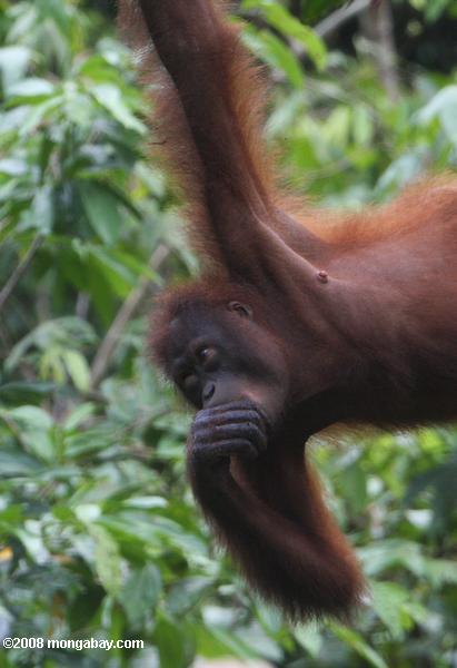 orangotango chupando seu polegar
