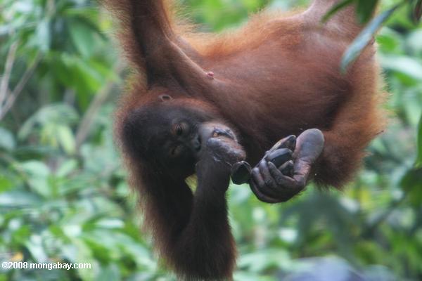 молодой орангутанг ест бананы