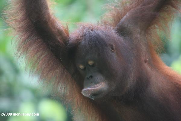 Les jeunes orang-outan