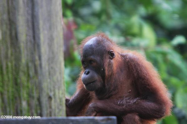 orangután en sepilok