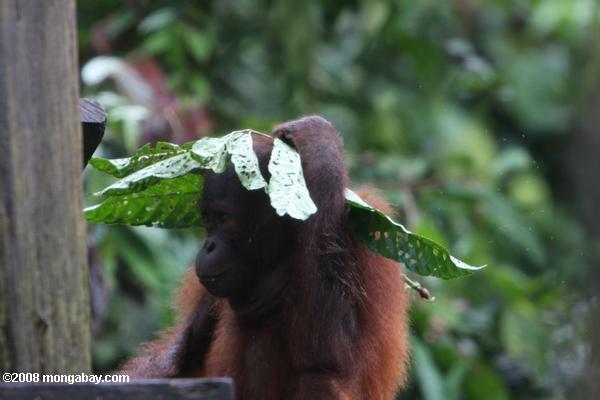 オランウータンの葉とバナナを食べながら、頭をカバー