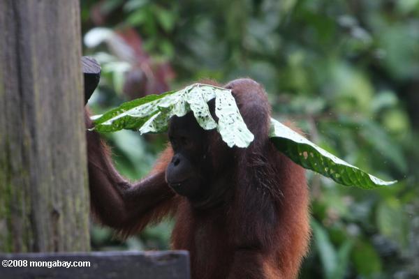 орангутанг с листьями зонтиком