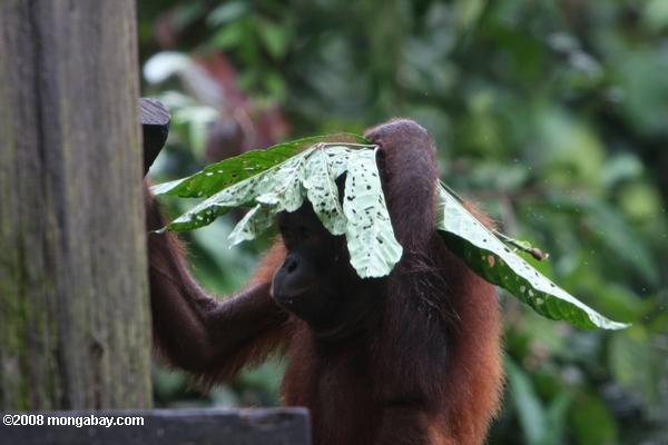 Orang-outan avec une feuille de parapluie