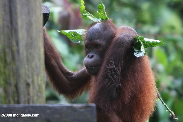 brincando com uma orfão orangotango sepilok chumbo no centro de reabilitação em Sabah