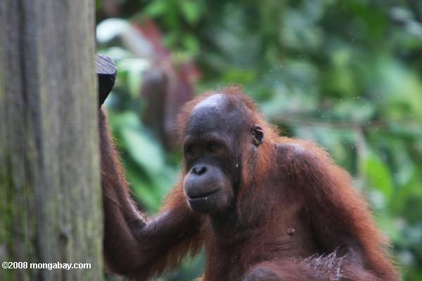 orangután que han quedado huérfanos en sepilok