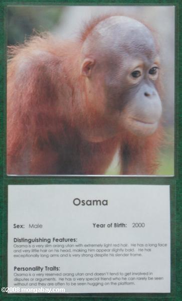 Osama, um na sepilok órfãs orangotango