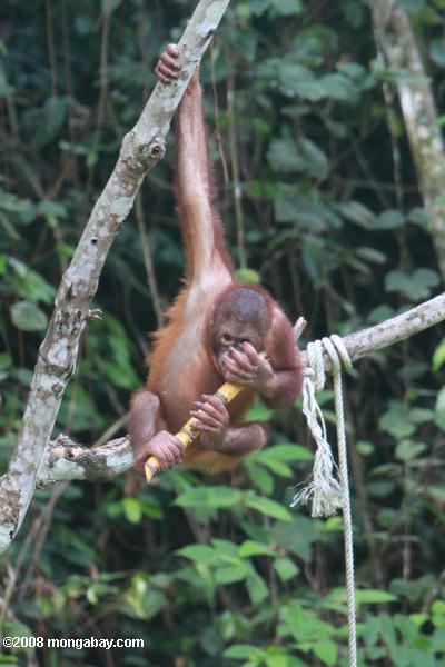 verwaisten Orang-Utan spielt mit einem Stock von Zuckerrohr auf sepilok