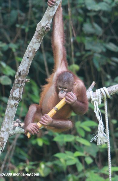осиротевших орангутанг играя с палкой из сахарного тростника на sepilok