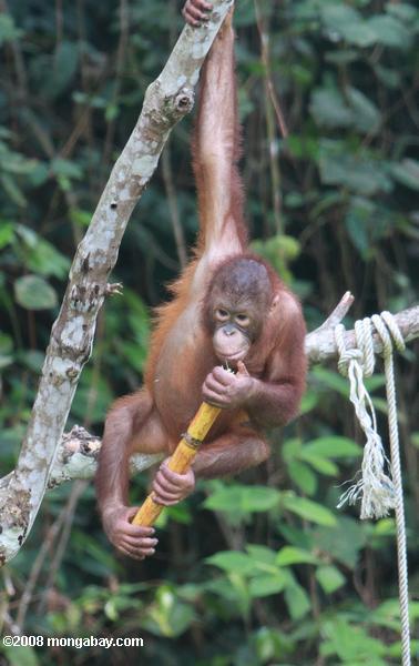 órfãs orangotango jogar com um pau de cana-de-açúcar em sepilok