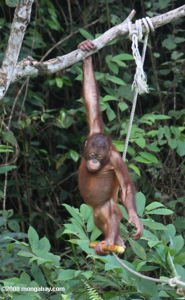 orangutanes huérfanos jugando con un palo de caña de azúcar en sepilok