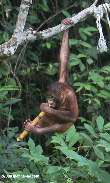 осиротевших орангутанг жевательные на сахарный тростник на sepilok