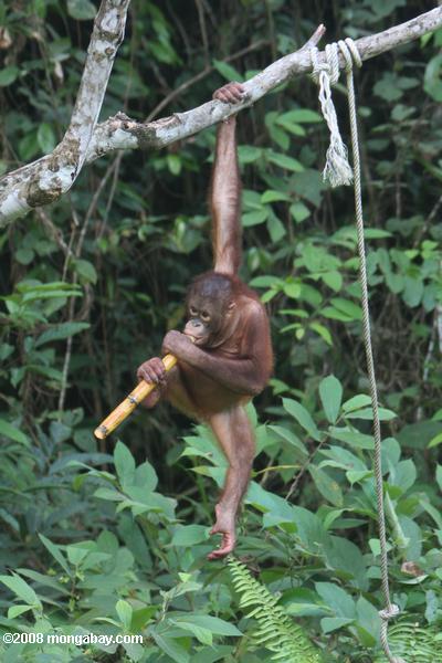 órfãs orangotango mascar sobre cana-de-açúcar em sepilok