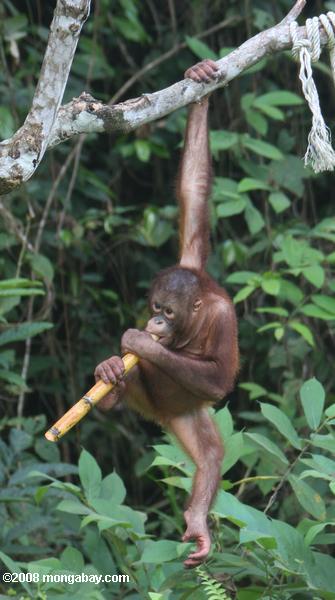 orangután de mascar que han quedado huérfanos de la caña de azúcar en sepilok