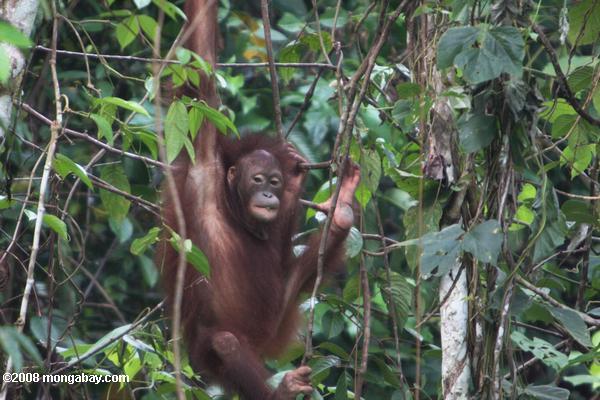 orangután en sepilok
