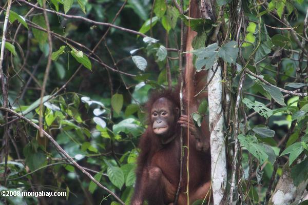 Orang-Utan auf sepilok