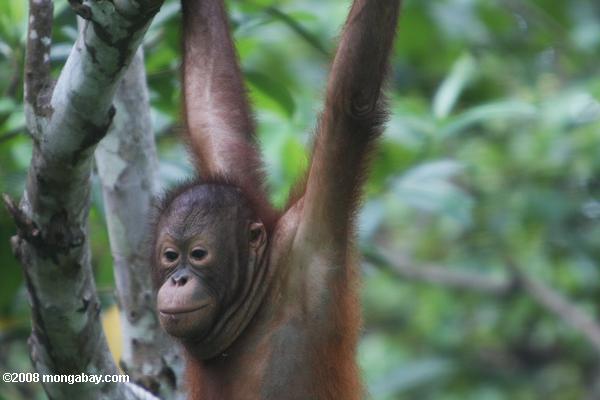 Orang-Utan auf sepilok