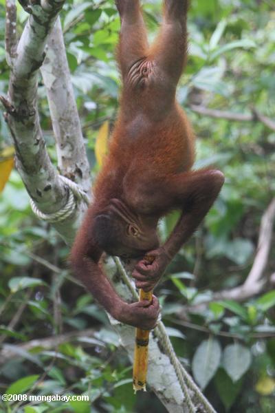 orangután colgado por los pies mientras come la caña de azúcar