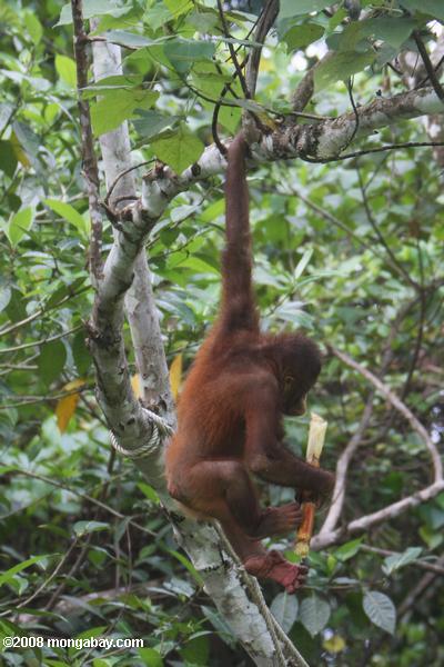 орангутанг висит его ноги, хотя есть сахарный тростник