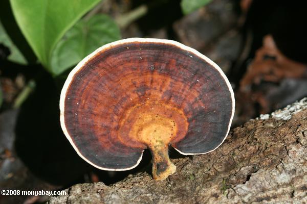 черный, белый, и коричневый грибов