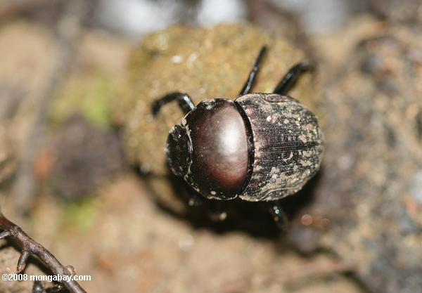 escarabajo del estiércol