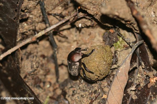 borneanの熱帯雨林では、糞のボールに甲虫